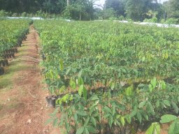 Mirigama Nursery